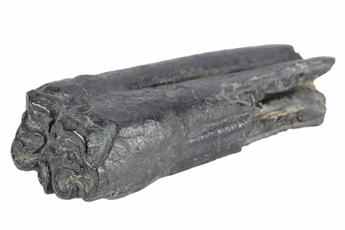 Pleistocene Aged Fossil Horse Tooth - South Carolina #251108